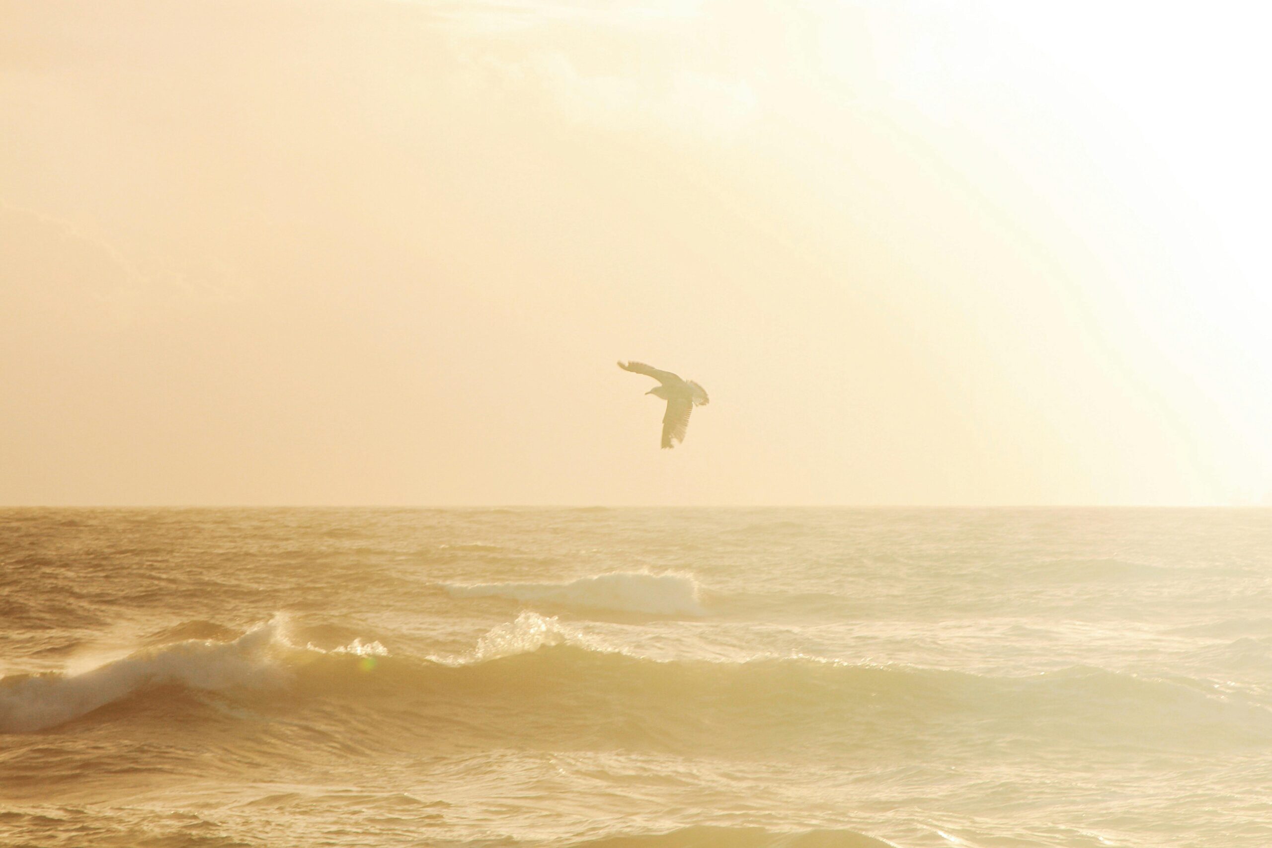 A seagull flies over the tranquil ocean waves at sunset in Porto, Portugal.