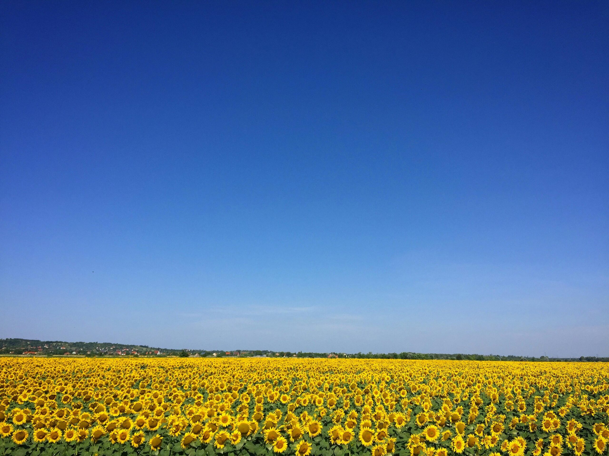A vast sunflower field with bright yellow blooms against a clear blue sky, perfect for serene backgrounds.