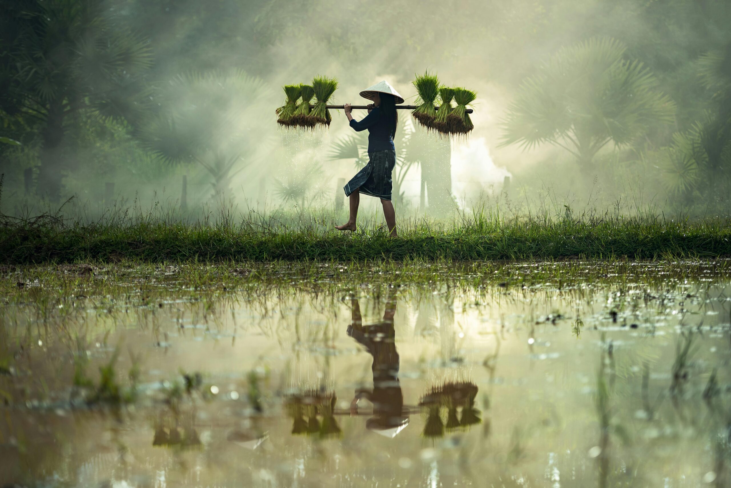 Farmer carrying rice seedlings across misty farmland early in the morning.