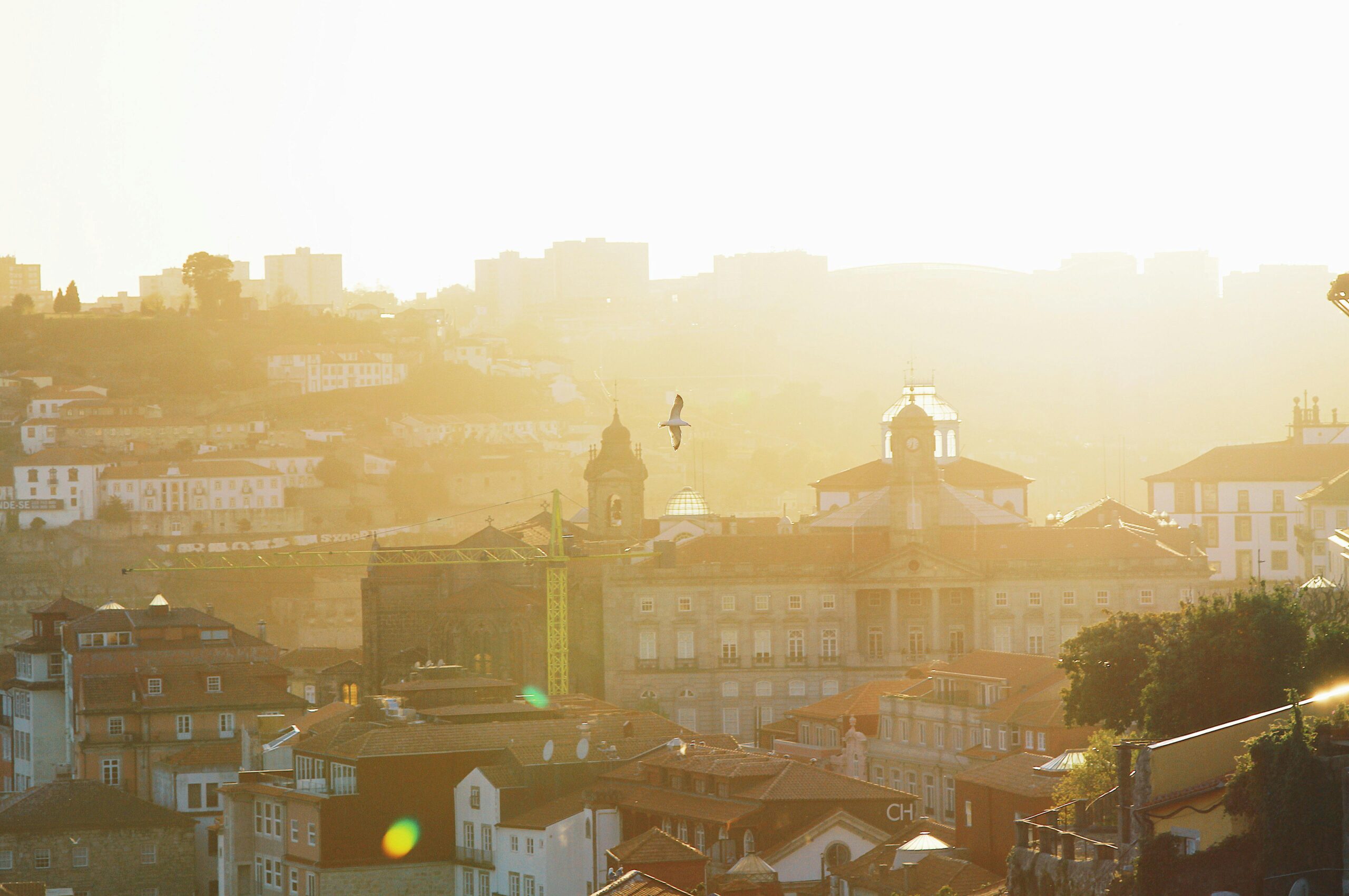 Stunning aerial view of Porto's historic rooftops at sunset with warm sunlight and a seagull in flight.